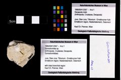 Foto (Objekt + Etikett) von Goniodromites sp.  (NHMW-GEO-1990-0041-2567)